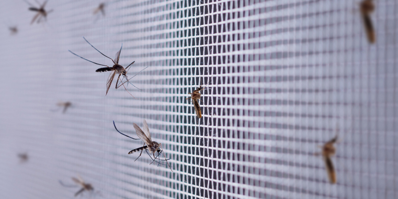 ¿Ya tienes tu casa preparada para evitar los mosquitos?